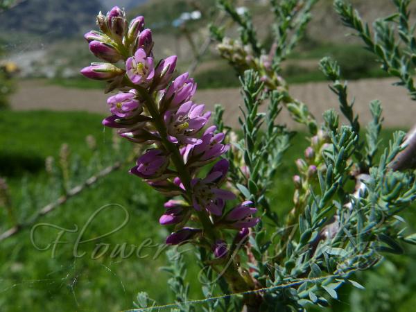 Scaly False Tamarisk