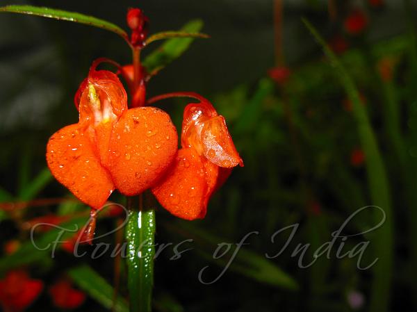 Scarlet Kanara Balsam