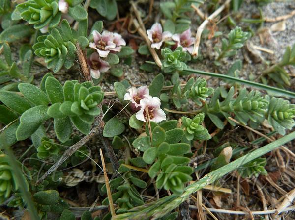 Sea Milkwort