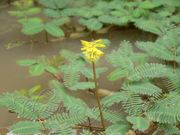 Sensitive Water Plant