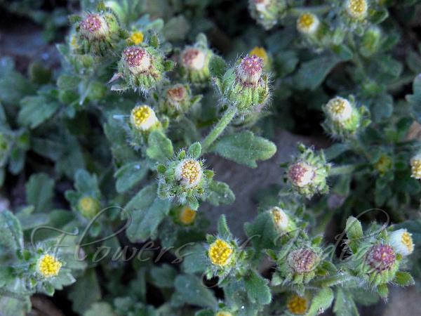 Shady Bracted-Fleabane