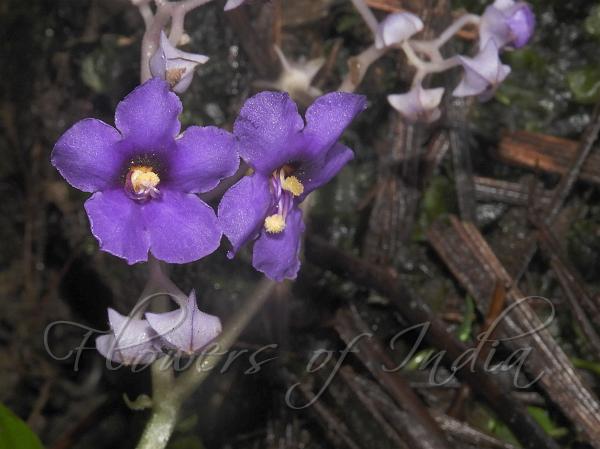 Shady Eastern Violet