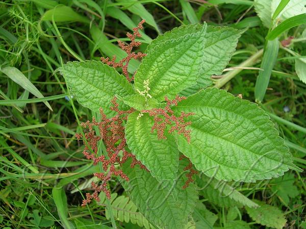 Shady Himalayan Clearweed