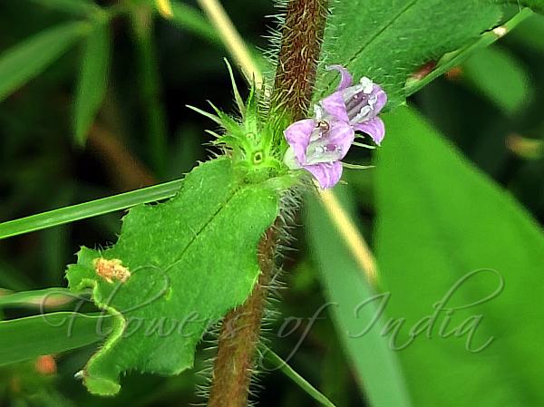 Shaggy Buttonweed
