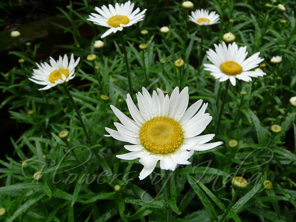 Shasta Daisy