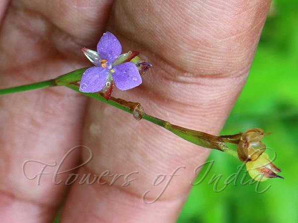 Sheathed Dewflower