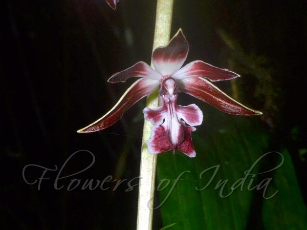 Short Spurred Calanthe