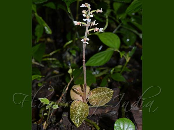 Short-Lip Jewel Orchid