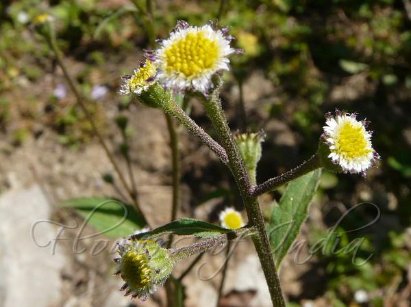 Short-Petal Myriactis