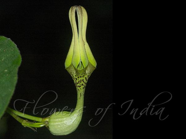 Short-Stem Ceropegia