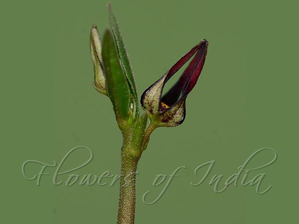 Short-Tube Ceropegia