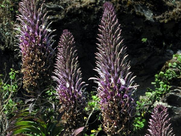 Showy Aromatic Lobelia