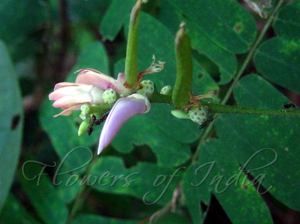 Showy Rosary Pea