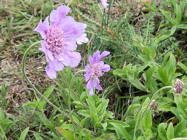 Showy Scabious