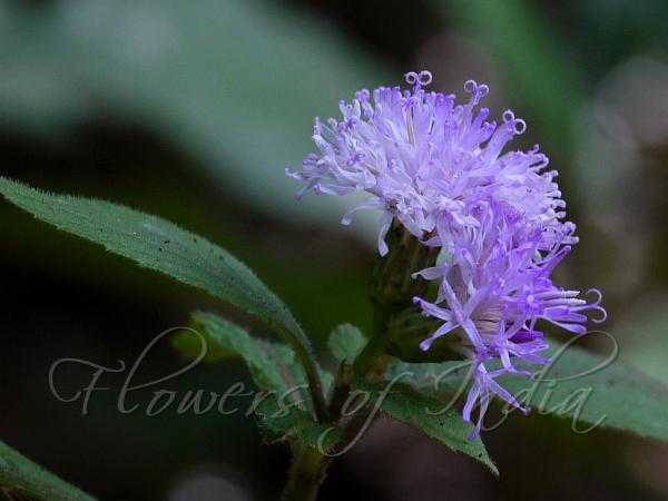 Showy Vernonia