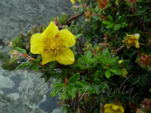 Shrubby Cinquefoil