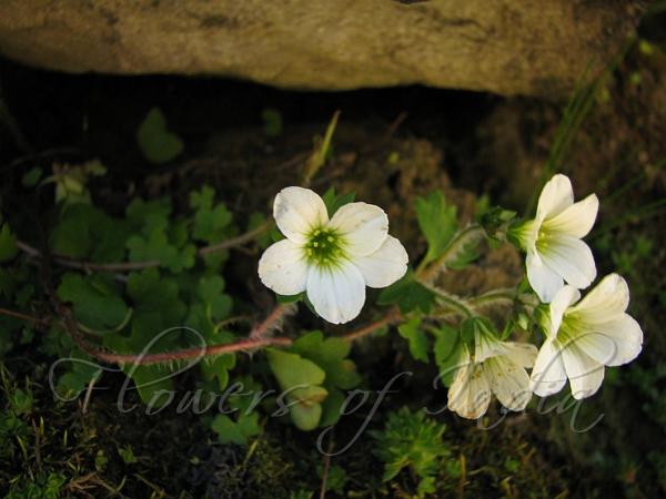Siberian Saxifrage