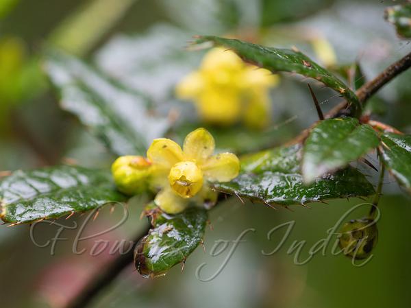 Sikkim Barberry