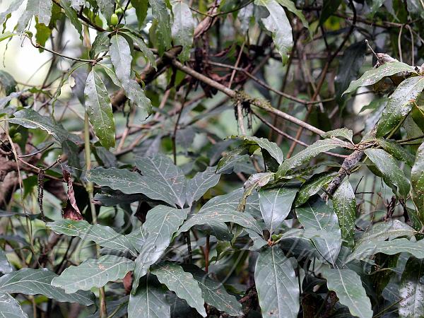 Sikkim Bay Laurel