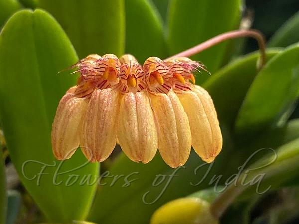 Sikkim Bulb-Leaf Orchid
