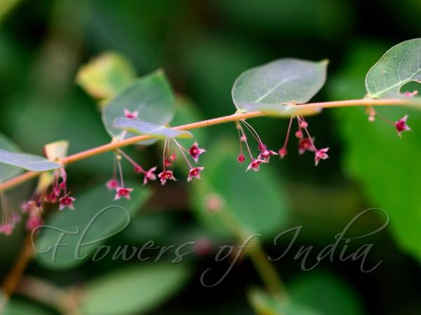 Sikkim Leaf-Flower