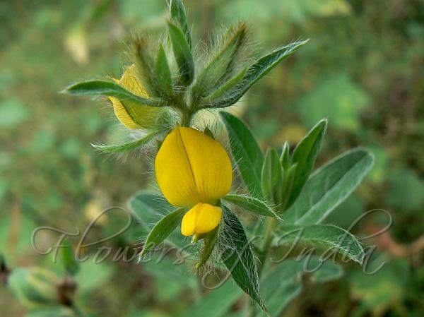 Silky-Haired Rattlepod