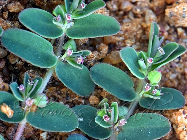 Sind Prostrate Spurge