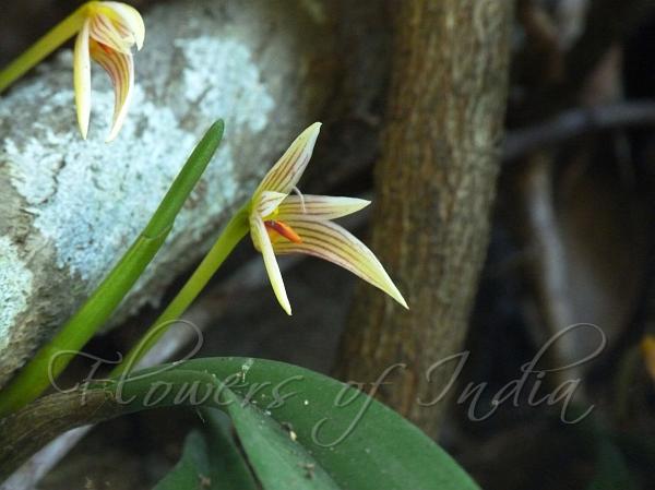 Single Flowered Bulb-Leaf Orchid