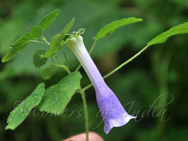 Slender Bonnet Bellflower