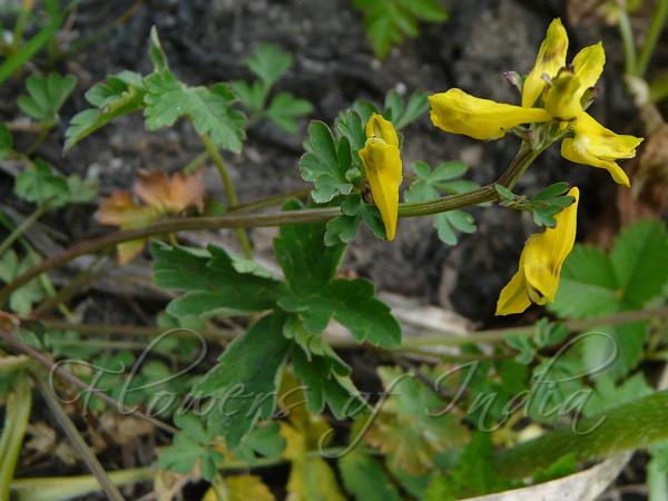 Slender Corydalis