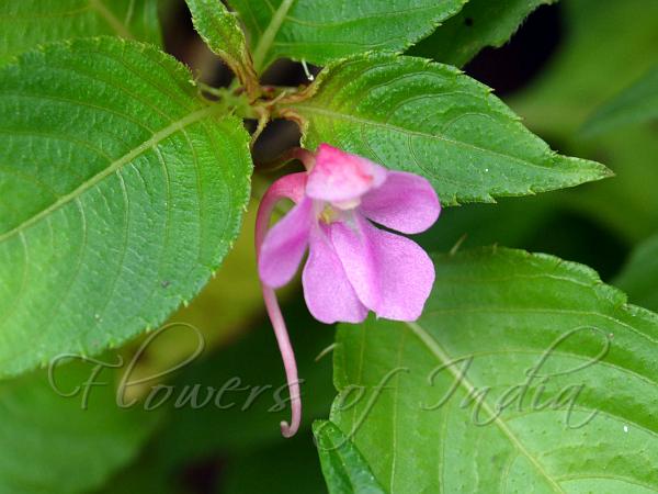 Slender East-Himalayan Balsam
