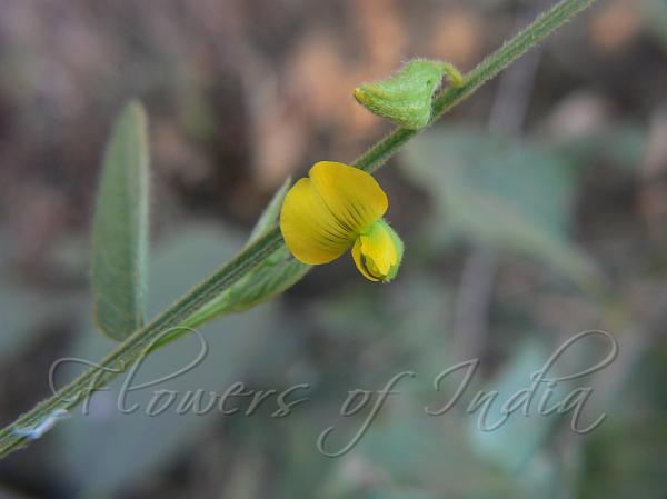 Slender Spiked Rattlepod