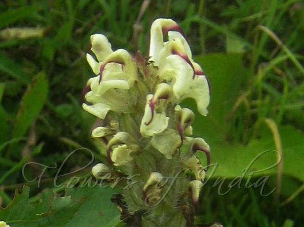Slender-Beak Lousewort
