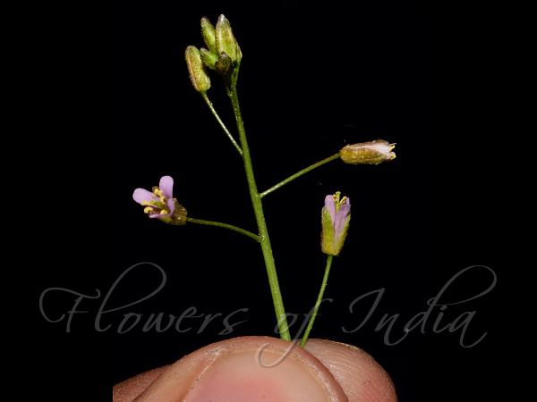 Slender-Pod Rock-Cress