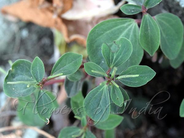 Slender-Spike Peperomia