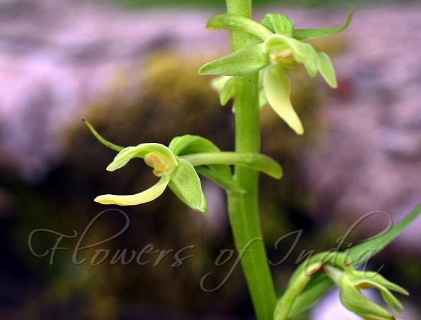 Slim-Flower Habenaria