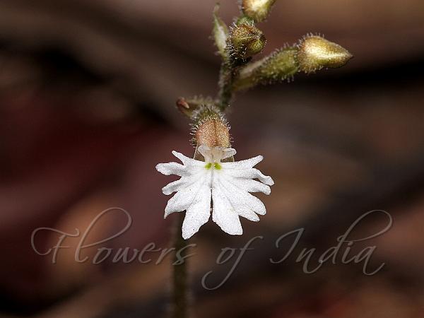 Small Fan Velvet Orchid