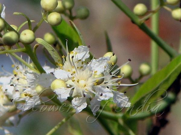 Small Flowered Crape Myrtle