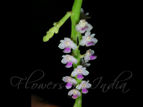 Small Flowered Smitinandia