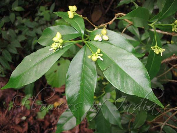 Small Flowered Snake Root
