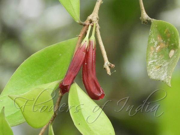 Small-Flowered Blushwort