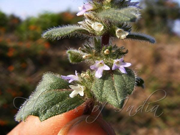 Small-Flowered Bugleweed
