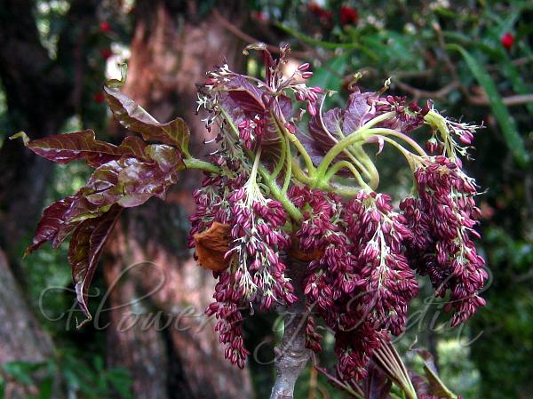 Small-Flowered Himalayan Ash