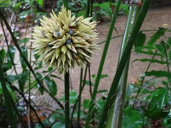 Small-Flowered Packing Leaf