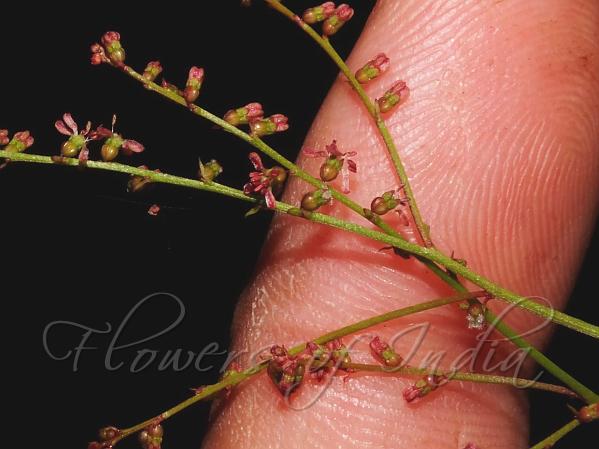 Small-Flowered Raspwort