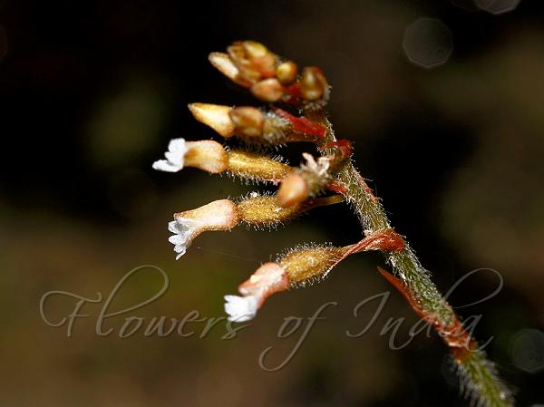 Small-Flowered Velvet Orchid