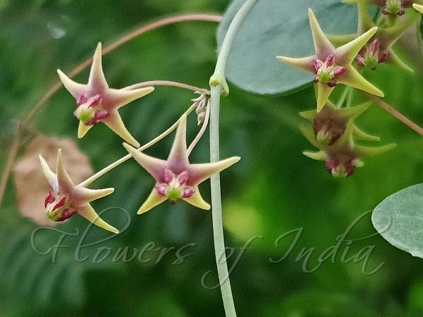Small-Leaf Milkweed