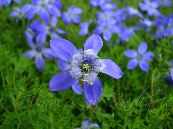 Small-leaved Trailing Bellflower