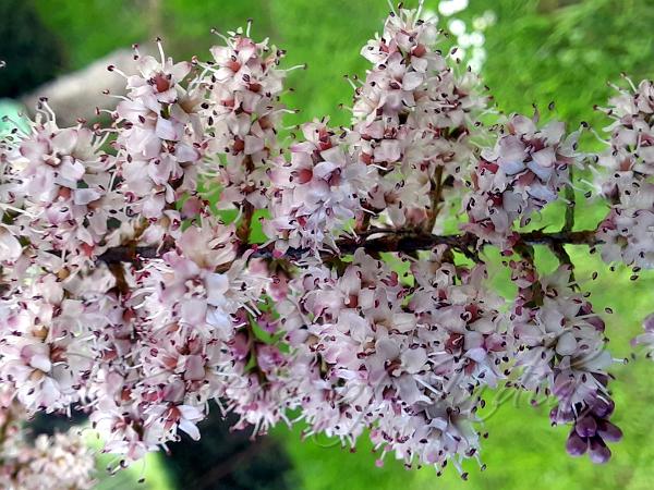 Smallflower Tamarisk