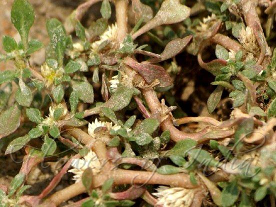 Smooth Chaff Flower